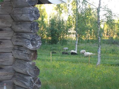 Hage med får, sommarblommor och björkar.
