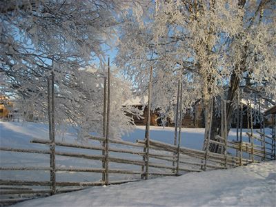 Vinterlandskap med snötäckt gärdesgård och björkar.