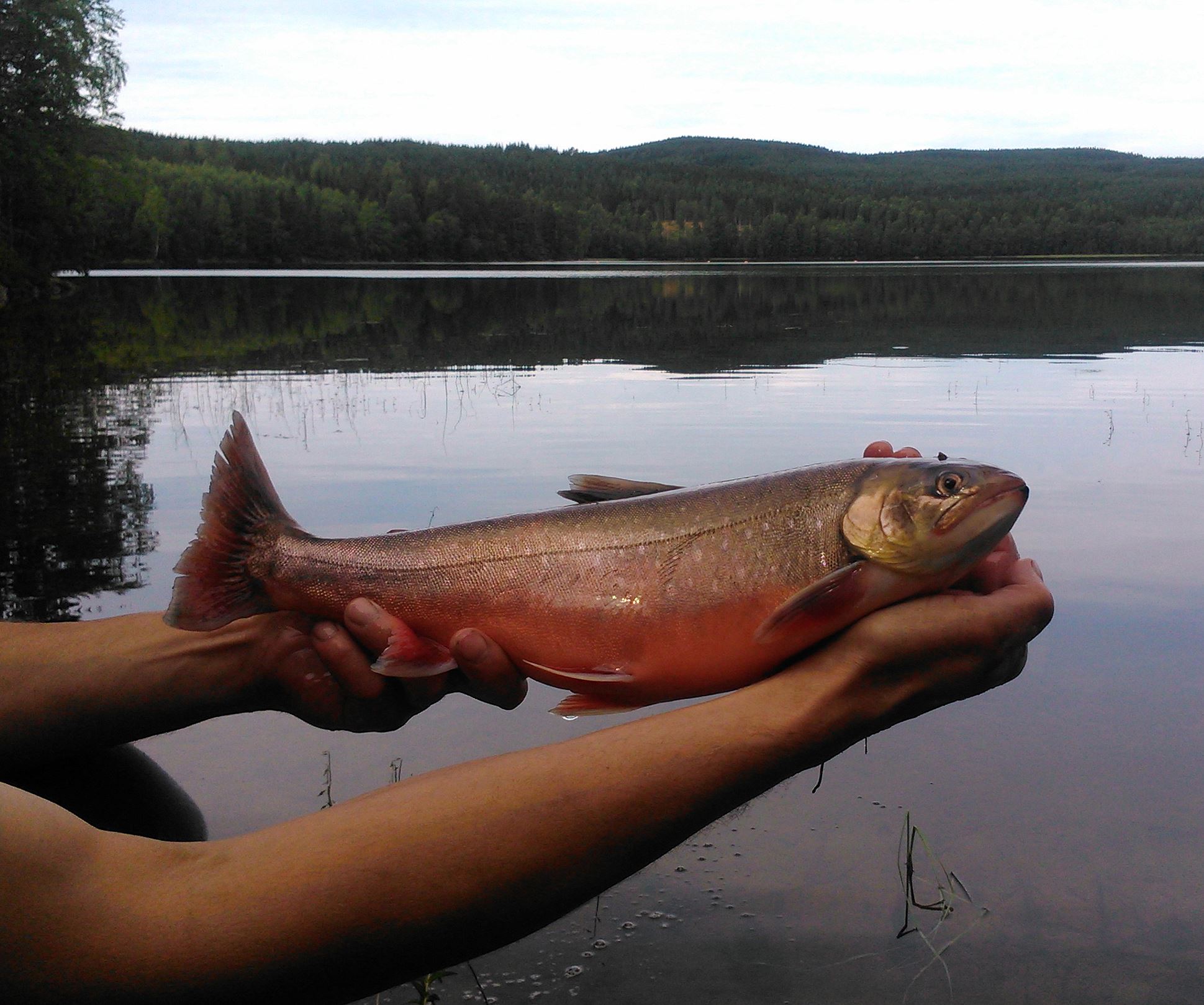 Trönö fiskevårdsförening