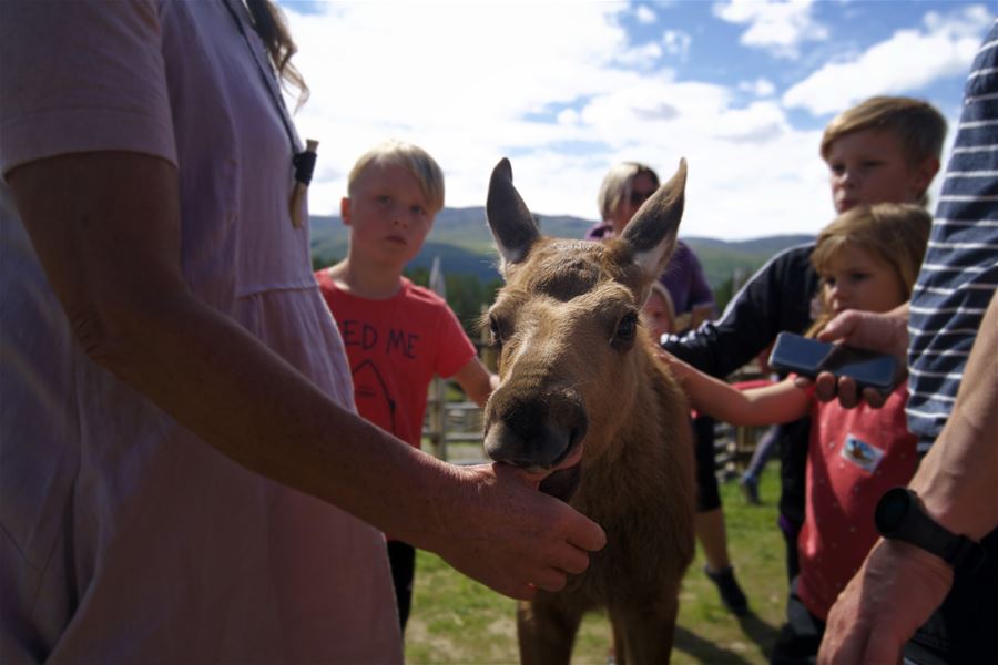 Foto: Erland Husom / Nasjonalparkriket