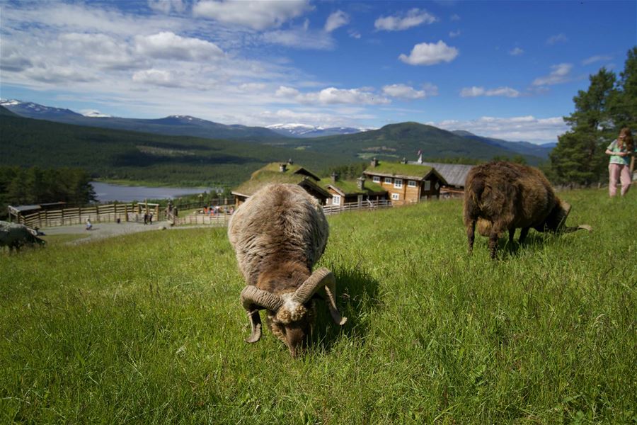 Foto: Erland Husom / Nasjonalparkriket