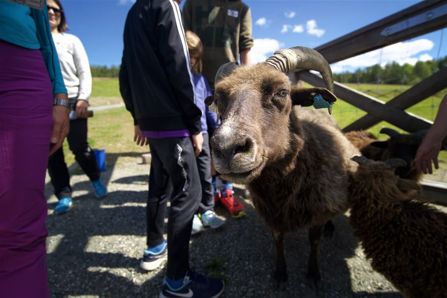 Foto: Erland Husom / Nasjonalparkriket