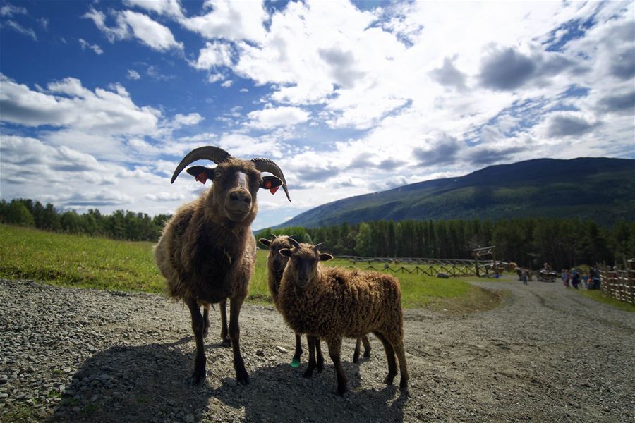 Foto: Erland Husom / Nasjonalparkriket