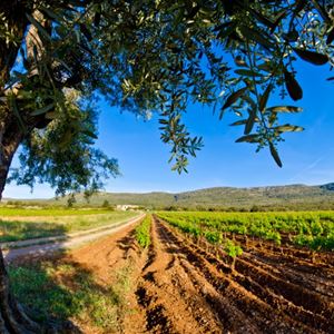 Tasting, culture and terroir in the area of Pezenas with Belle Tourisme