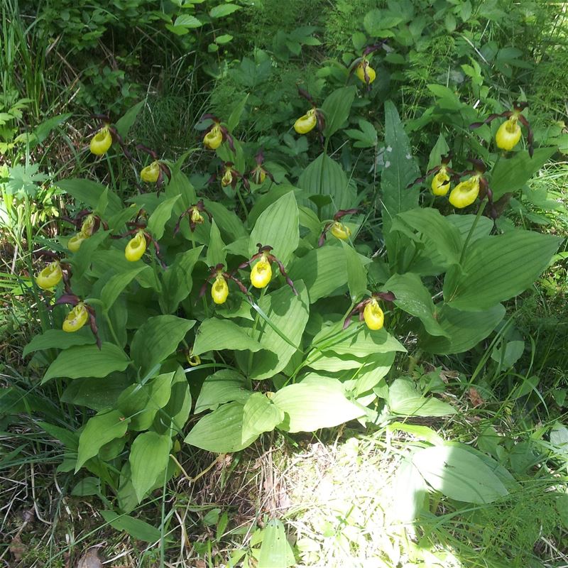 Several yellow flowers growing close together.