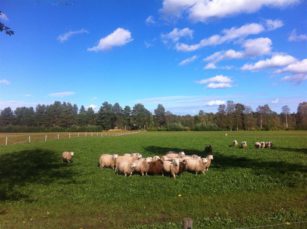 sheep in a paddock