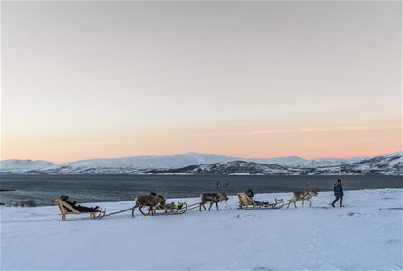 Person leder reinsdyr med sleder i snødekt landskap ved vann og fjell i soloppgang eller solnedgang.