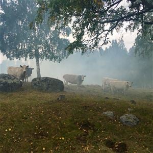 Bo på Hälsingegården Per-Anders ”Lammkatedralen”, Långhed