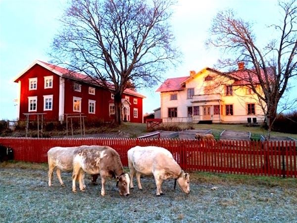 Bo på Hälsingegården Per-Anders ”Lammkatedralen”, Långhed 