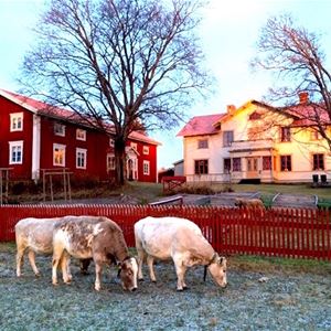 Bo på Hälsingegården Per-Anders ”Lammkatedralen”, Långhed