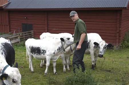 A man in a green shirt with four black and white cows, in the background a red timber building.