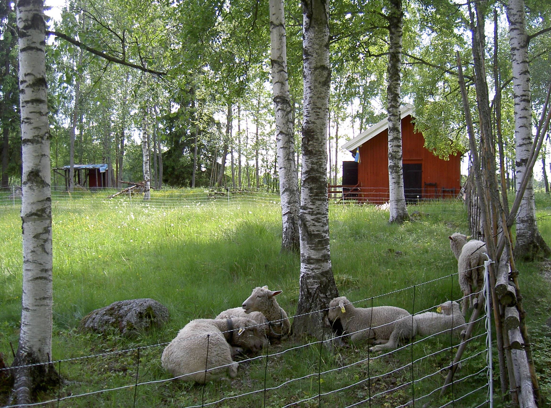 Slars-Ollas fäbodar