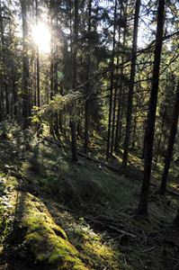 Granskog, mossa.