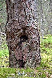 Närbild på trädstam.
