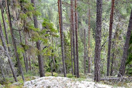 Träd, mossa, skog.