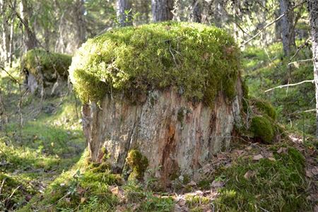 Stubble with moss.