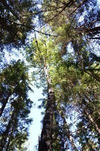 wooden tops.
