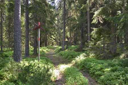 Stig i skogen.