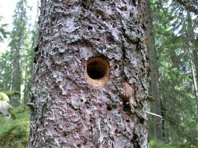 A hole in a tree.