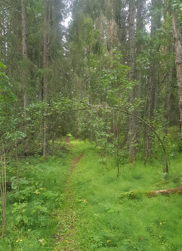 Liten stig leder genom somrig skog.