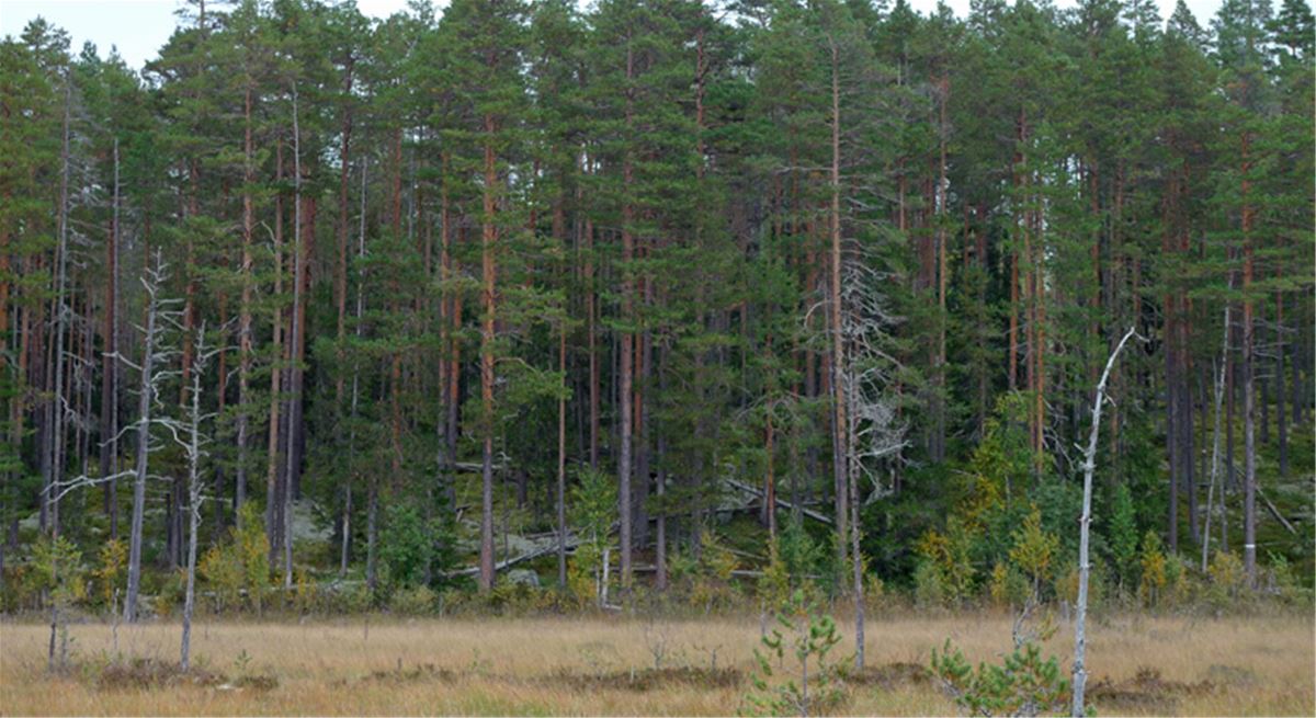 Gulliksberget, Hassela, Nordanstig, Hälsingland, naturreservat