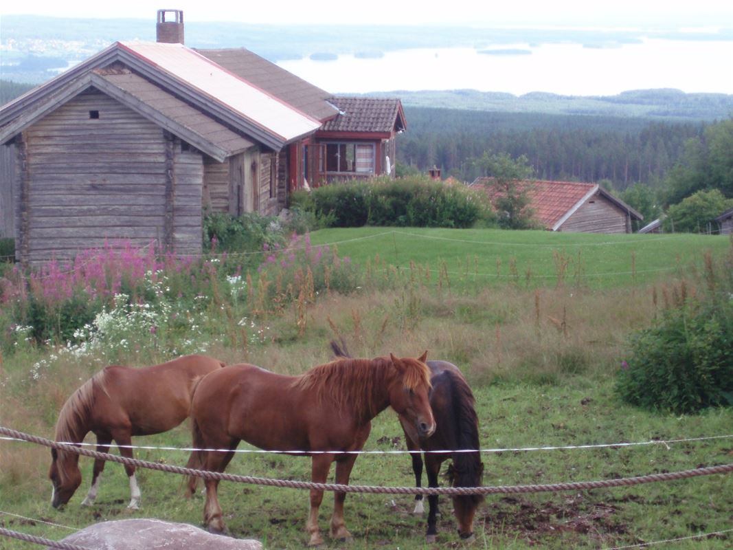 horses grazing in front of a gray log cabin. 