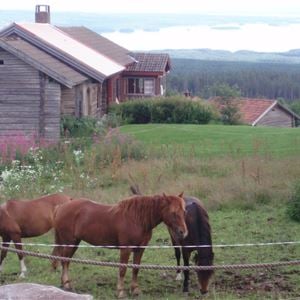 Tre bruna hästar som betar i en hage med grå timmerstugor och sjöutsikt i bakgrunden. 