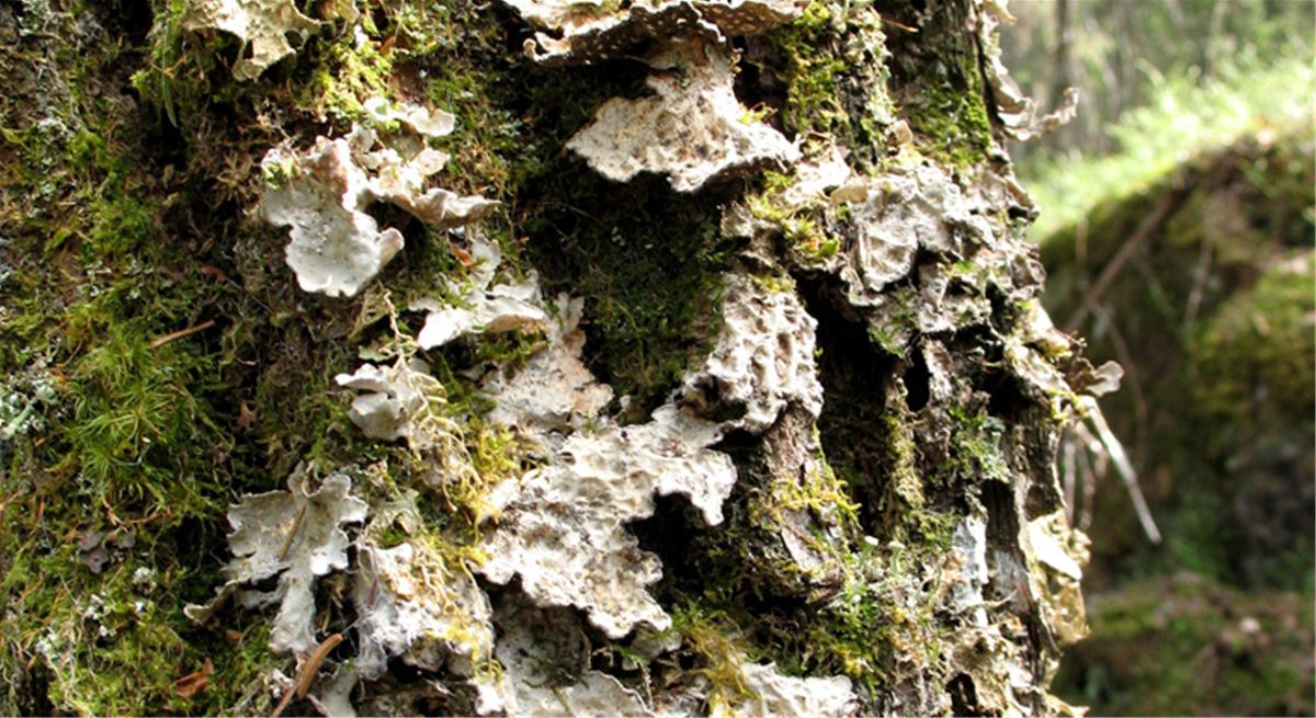 Skrovellav på trädstam i Gulåsens naturreservat. Foto: Länsstyrelsen Gävleborg