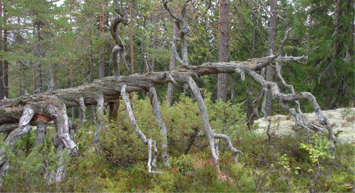 Gammel vriden tall i Björnåsens naturreservat. Foto: Länsstyrelsen Gävleborg