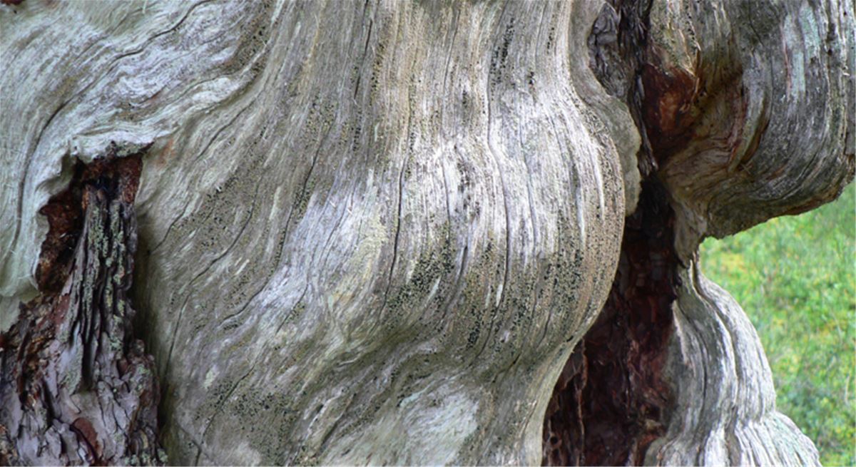 Så kallade vrilar, bulor i veden, på en gammal silvergrå tallstam. Foto: Länsstyrelsen Gävleborg