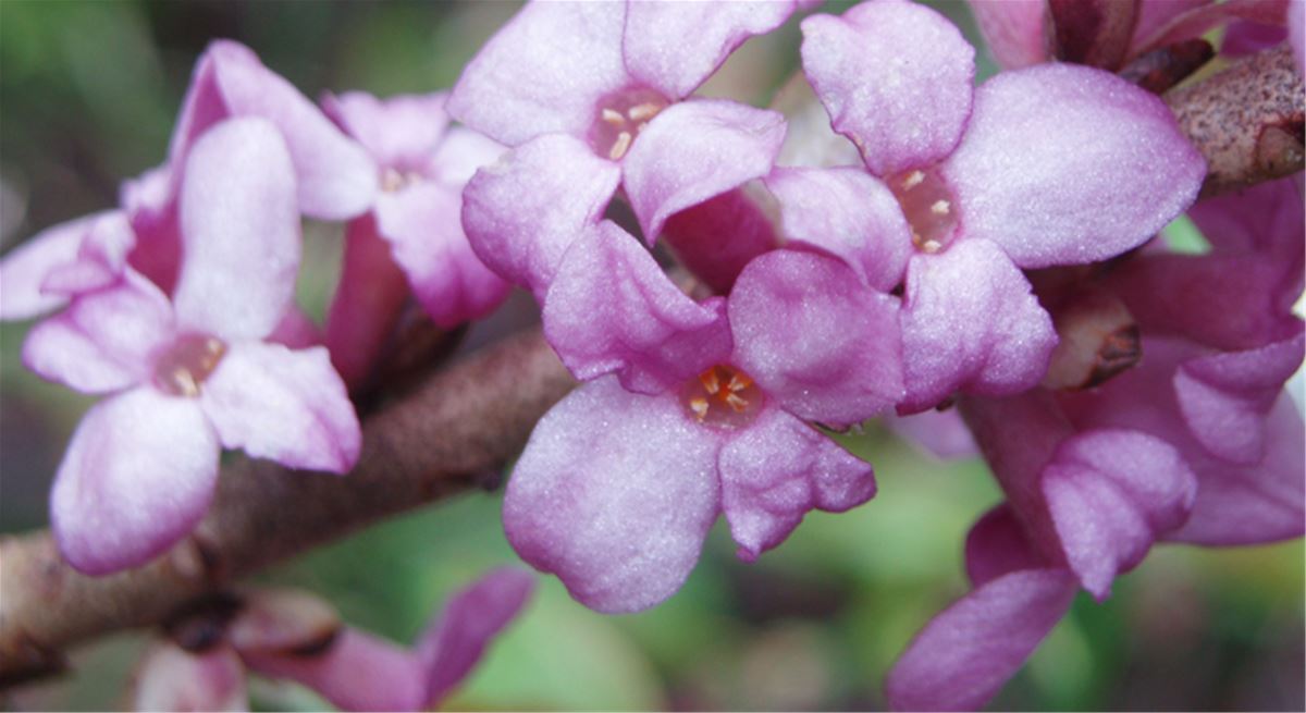 Området har drabbats av stormar och många fällda träd. Tänk på att det kan vara farligt att röra sig där. Tibast blommar på bar kvist om våren. Foto: Länsstyrelsen Gävleborg