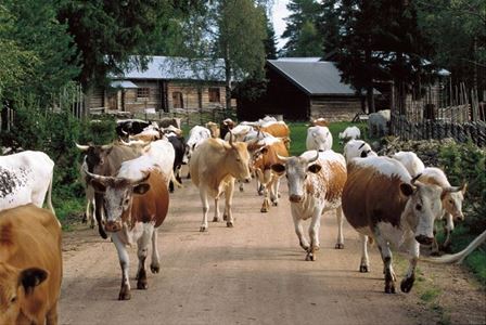 Cows on village road.