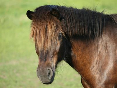 A brown horse looking at the camera.
