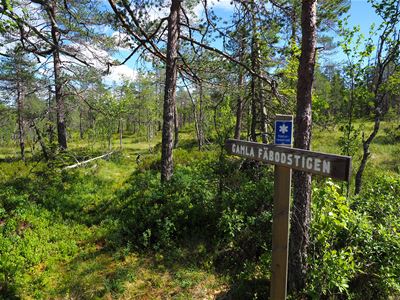 A walkingsign in the forest.