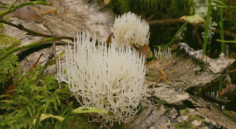 Naturreservat Skidtjärnsberget