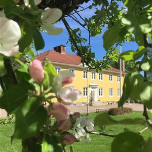Träd med äppelblom i förgrunden och stor gul villa i bakgrunden.