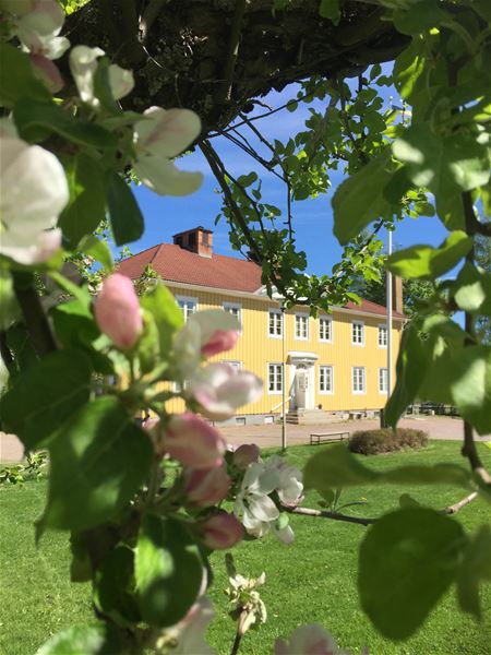Träd med äppelblom i förgrunden och stor gul villa i bakgrunden. 