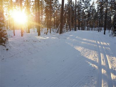 Ski tracks in sunshine