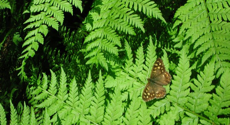 Naturreservat Storröjningsmoran