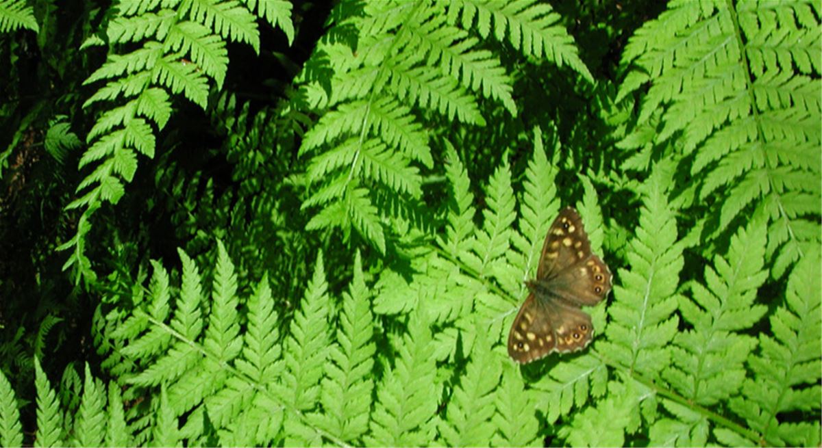 Nature reserve Storröjningsmoran image 1