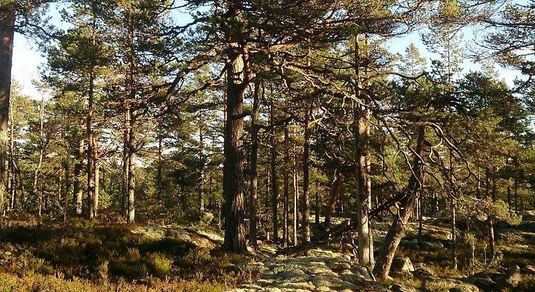 Naturreservat Svarttjärnsberget