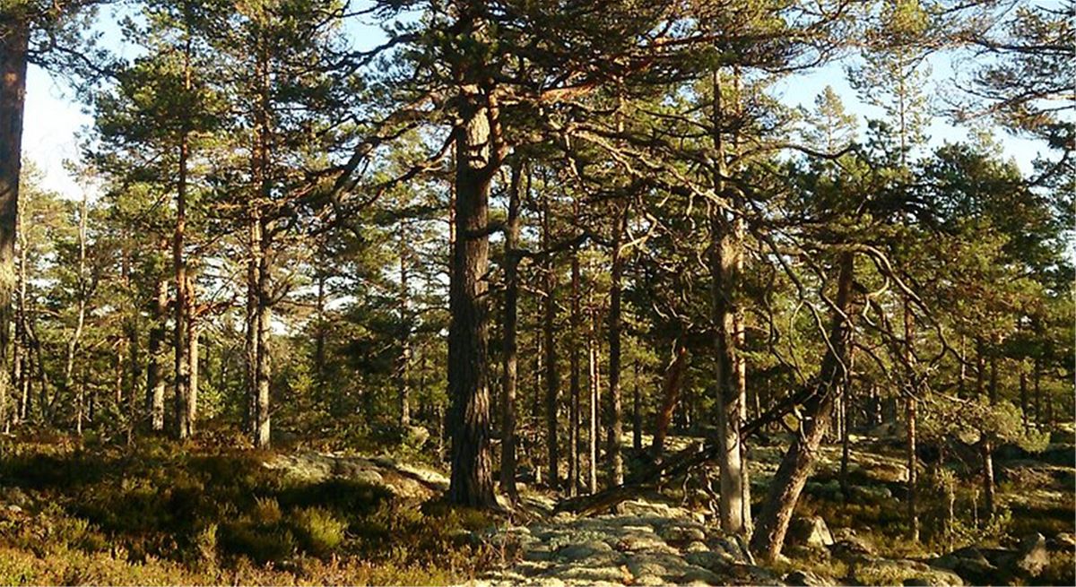 Nature reserve Svarttjärnsberget image 1