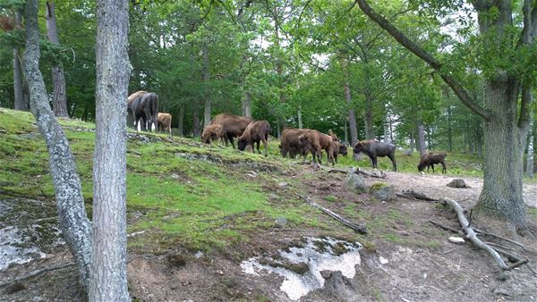 European bisons at Eriksberg 
