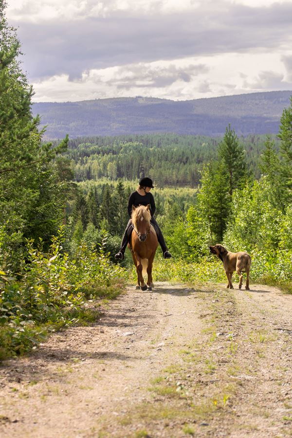 Hälsinge Ridupplevelser, Ridning, Häst, Bollnäs