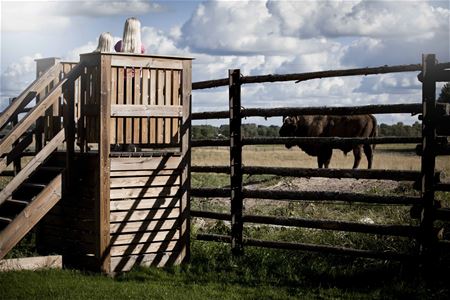 European bison behind fence.