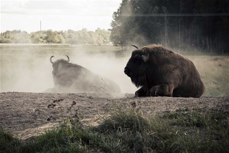 European bison laying down.