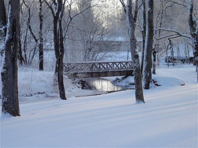 The garden covered in snow.