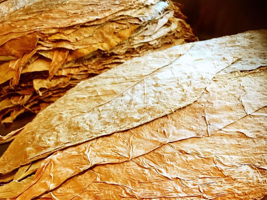 Dried tobacco leaves.