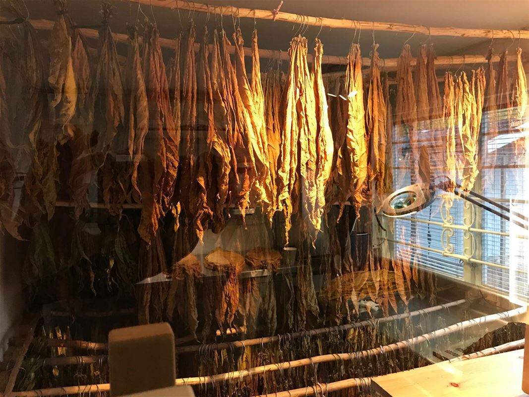 Tobacco leaves hanging to dry.