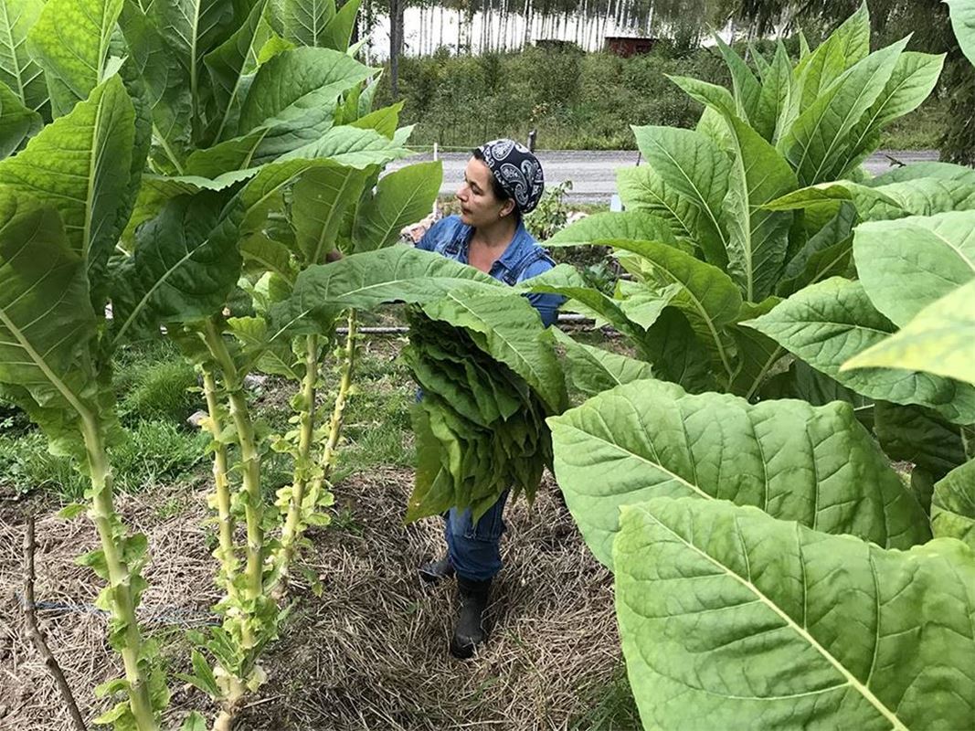 Woman with headdress among tobacco plants.